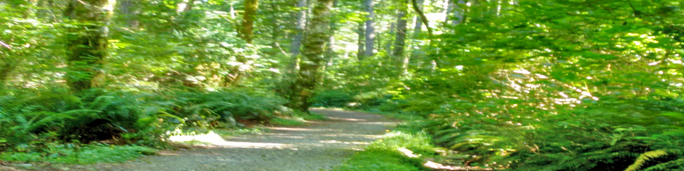 Forest Path
